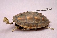 Chinese striped-neck turtle Collection Image, Figure 8, Total 13 Figures